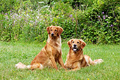 DOG 03 LS0071 01
Two Golden Retrievers Sitting And Laying On Grass