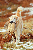 DOG 03 NR0029 01
Golden Retriever Carrying Dead Bird In Mouth