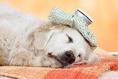 DOG 03 PE0001 01
Head Shot Of Golden Retriever Sleeping On Rug With Ice Pack On Head