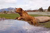 DOG 03 DB0011 01
Golden Retriever Jumping Into Water