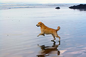 DOG 03 DB0025 01
Profile Of Golden Retriever Running On Beach