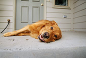 DOG 03 DB0049 01
Head On Close Up Of Golden Retriever Laying On Porch