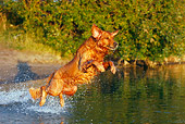 DOG 03 DB0096 01
Golden Retriever Jumping Into Water