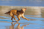 DOG 03 KH0002 01
Golden Retriever Running On Beach