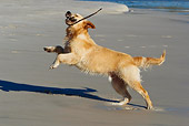 DOG 03 KH0011 01
Golden Retriever Playing With Seaweed On Beach