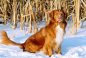 DOG 03 LS0033 01
Portrait Of Nova Scotia Duck Tolling Retriever Sitting On Snow At Edge Of Field