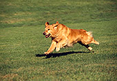 DOG 03 RK0198 03
Golden Retriever Running On Grass