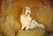 DOG 03 RK0338 02
Golden Retriever Sitting On Orange Colored Rocks At Beach