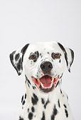 DOG 04 PE0001 01
Head Shot Of Dalmatian On White Seamless