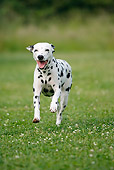 DOG 04 PE0002 01
Dalmatian Running Through Grass Field