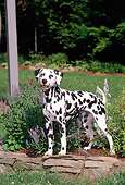 DOG 04 CE0003 01
Dalmatian Standing On Stone Wall By Purple Flowers