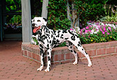 DOG 04 CE0006 01
Dalmatian Standing On Brick Patio By Flowers