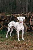 DOG 04 CE0007 01
Dalmatian Standing By Woodpile By Woods