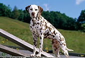 DOG 04 CE0011 01
Dalmatian Stepping On Wall By Fence Grass Hill Trees Blue Sky