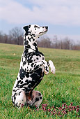 DOG 04 CE0012 01
Dalmatian Sitting Up In Field Trees Cloudy