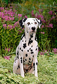 DOG 04 CE0016 01
Dalmatian Sitting In Foliage By Purple Flowers