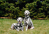 DOG 04 CE0019 01
Two Dalmatians Resting On Grass By Evergreen Trees