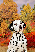 DOG 04 FA0001 01
Shoulder Shot Of Dalmatian Sitting By Autumn Trees