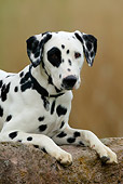 DOG 04 KH0001 01
Close Up Of Dalmatian Laying On A Rock