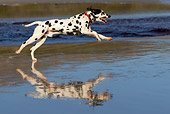 DOG 04 KH0005 01
Dalmatian Running On Beach Profile
