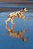 DOG 04 KH0006 01
Dalmatian Running On Beach Profile
