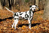 DOG 04 LS0001 01
Profile Of Dalmatian Standing On Autumn Leaves By Trees