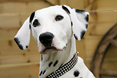 DOG 04 NR0001 01
Dalmatian