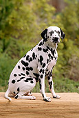 DOG 04 RC0001 01
Portrait Of Dalmatian Sitting On Mat By Trees
