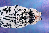 DOG 04 RC0002 01
Portrait Close-Up Profile Of Dalmatian Laying On Mirror Blue Background