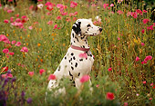 DOG 04 RK0004 15
Dalmatian Sitting In Field Of Pink Flowers