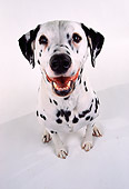 DOG 04 RK0019 08
Wide Angle Of Dalmatian Tessa Sitting Mouth Open On White Seamless Background