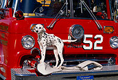 DOG 04 RK0025 01
Dalmatian Dog Standing In Front Of Red Firetruck