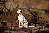 DOG 04 RK0067 05
Dalmatian Dog Sitting On Rocks At Beach At Dusk