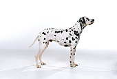 DOG 04 RK0099 01
Profile Shot Of Dalmatian On White Seamless