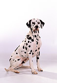 DOG 04 RK0102 01
Dalmatian Sitting On White Seamless