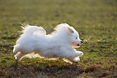 DOG 05 KH0009 01
Coton De Tulear Dog Running In Field