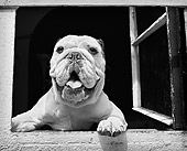 DOG 05 MQ0029 01
Head Shot Of Bulldog Peeking Out Of Window