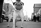DOG 05 MQ0031 01
Pug On Leash Standing On Pavement Manhattan New York
