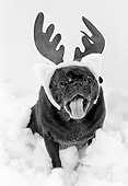 DOG 05 MQ0036 01
Humorous Shot Of Black Pug Wearing Antlers