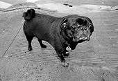 DOG 05 MQ0038 01
Portrait Of Black Pug On Sidewalk Manhattan New York