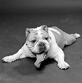 DOG 05 MQ0039 01
Bulldog Laying Down Legs Out