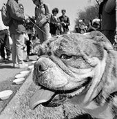 DOG 05 MQ0040 01
Head Shot Of Bulldog By People Manhattan New York