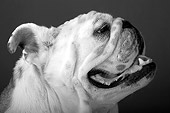 DOG 05 MR0005 01
Portrait Profile Head Shot Of Bulldog Studio