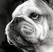 DOG 05 MR0010 01
Head Shot Of Bulldog