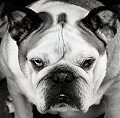 DOG 05 MR0011 01
Portrait Head Shot Of Bulldog