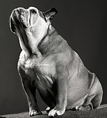 DOG 05 MR0013 01
Portrait Of Bulldog Studio