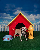 DOG 05 RK0040 04
Humorous Shot Of Chihuahua Wearing Spiked Collar Standing Growling At Camera In Front Of Dog House