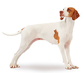 DOG 06 JE0012 01
Braque Saint Germain Standing On White Seamless