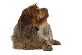 DOG 06 JE0013 01
Wirehaired Pointing Griffon Laying On White Seamless