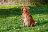 DOG 06 LS0041 01
Nova Scotia Duck Tolling Retriever Sitting On Grass